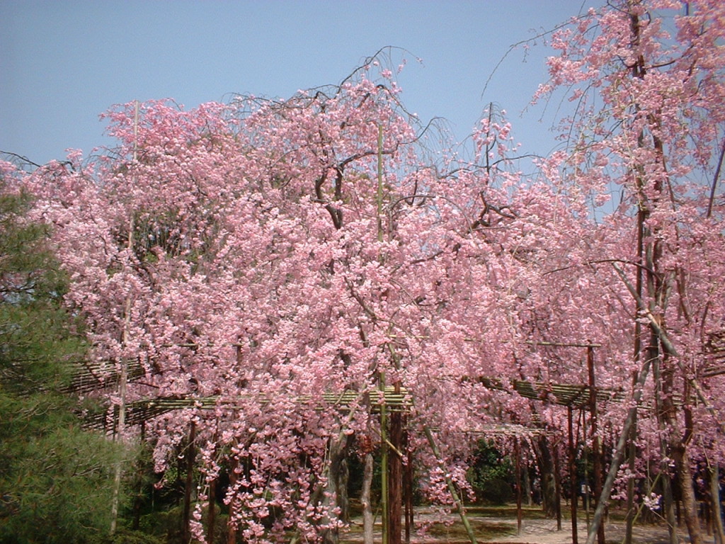 pink cherry tree